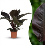 Philodendron Imperial Red, kenmerkend blad