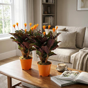 Calathea Crocata, 45 cm hoog