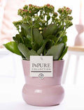 Kalanchoe Pink In P&PURE Plant Vase Maxima Pink, plant in pot