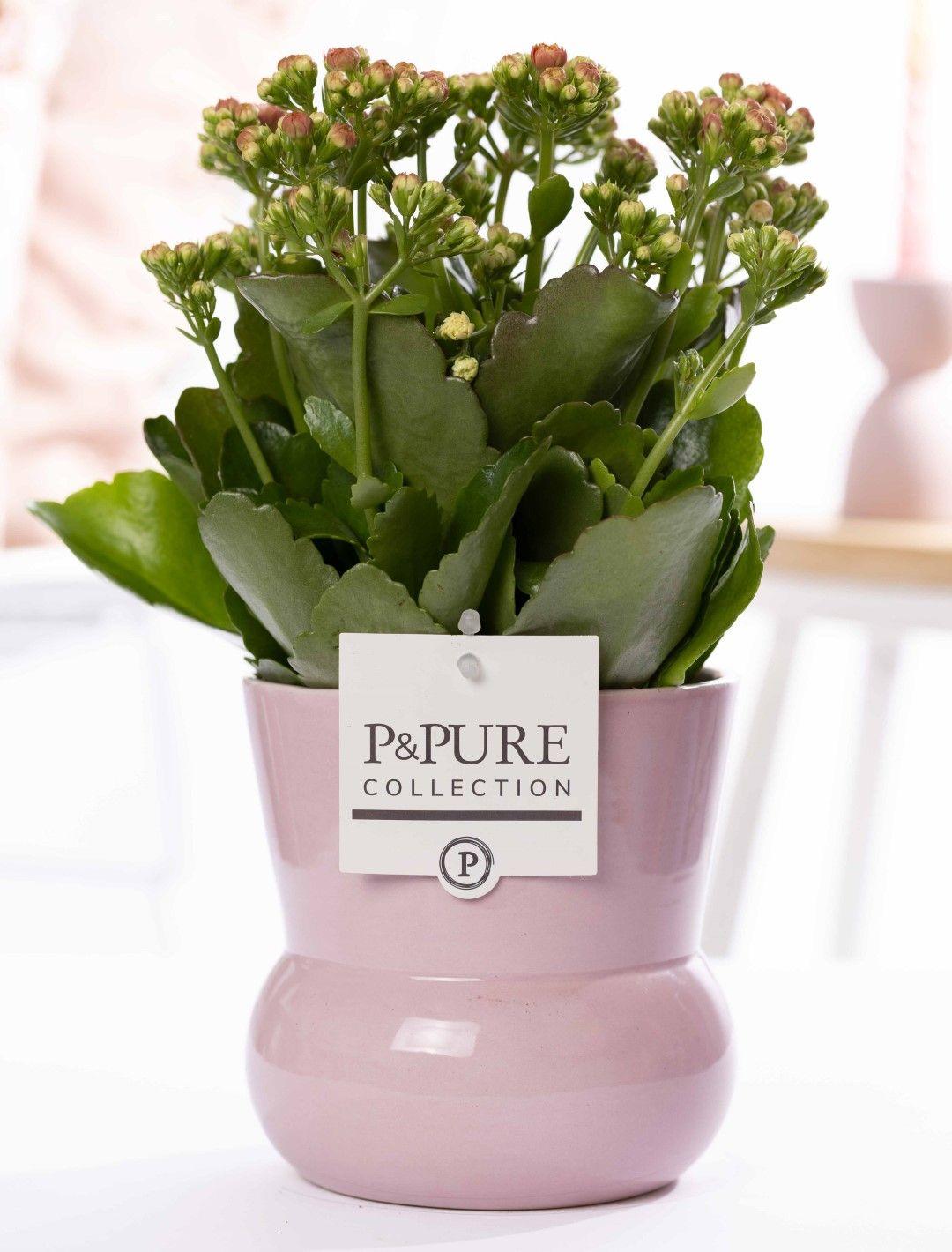 Kalanchoe Pink In P&PURE Plant Vase Maxima Pink, plant in pot