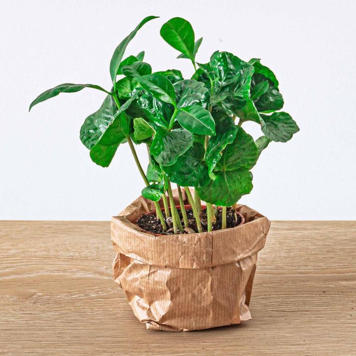 Coffea arabica, koffieplant voor terrarium