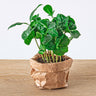Coffea arabica, koffieplant voor terrarium