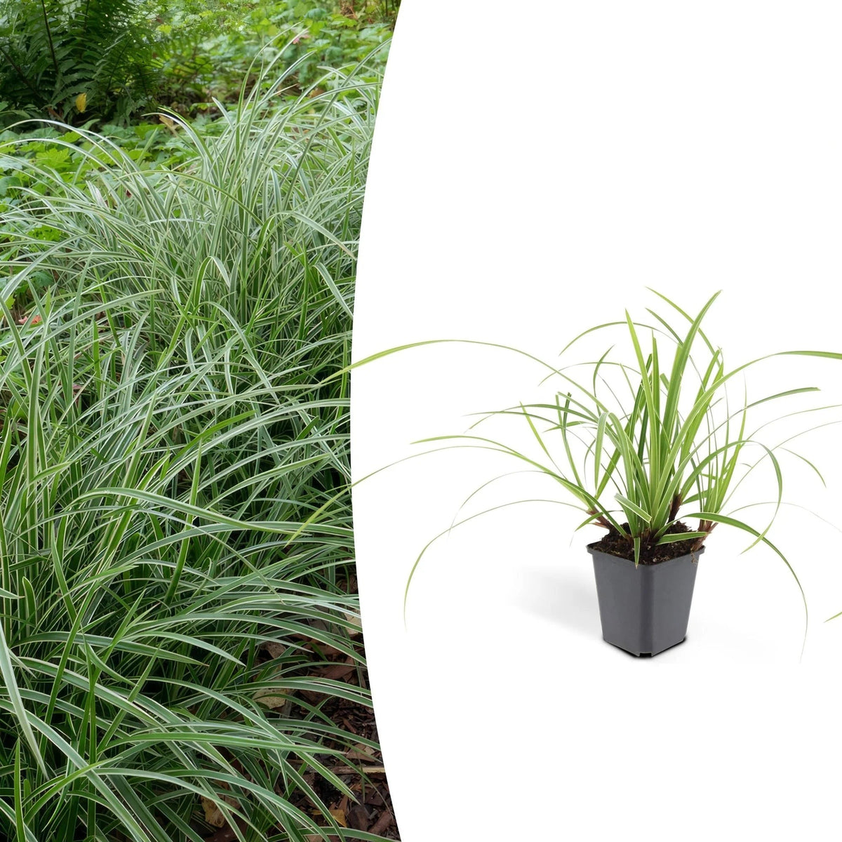 Carex morrowii 'Ice Dance', 10-25 cm hoog, plant in pot