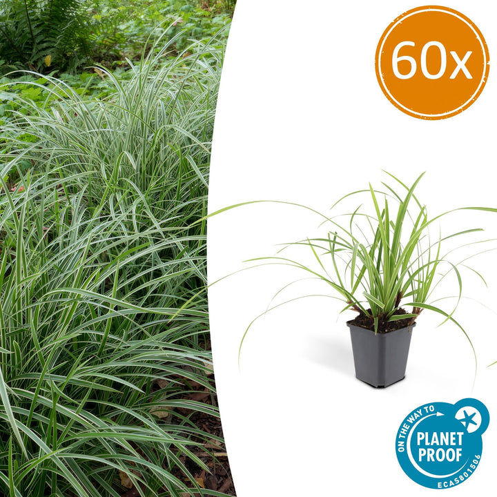 Carex morrowii &