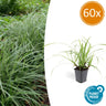 Carex morrowii 'Ice Dance', 10-25 cm hoog