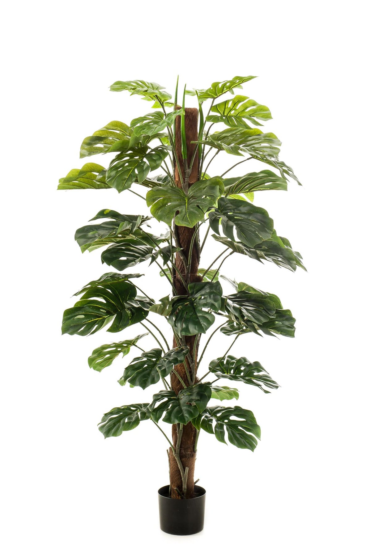 Monstera Deliciosa, plant in pot