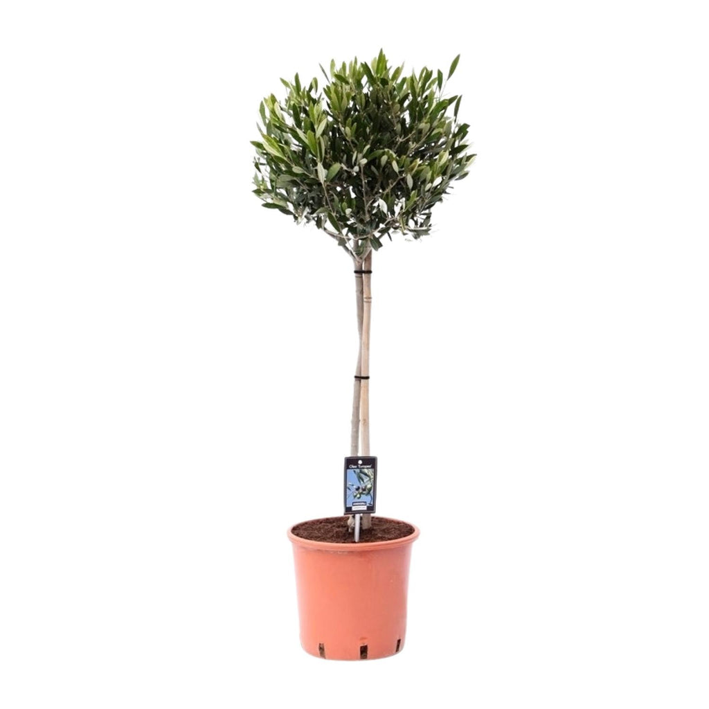 Productafbeelding van Pureplant