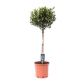 Productafbeelding van Pureplant