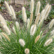 Pennisetum alop. Little Bunny - Lampenpoetsergras - Met Pluim - 12 Planten
