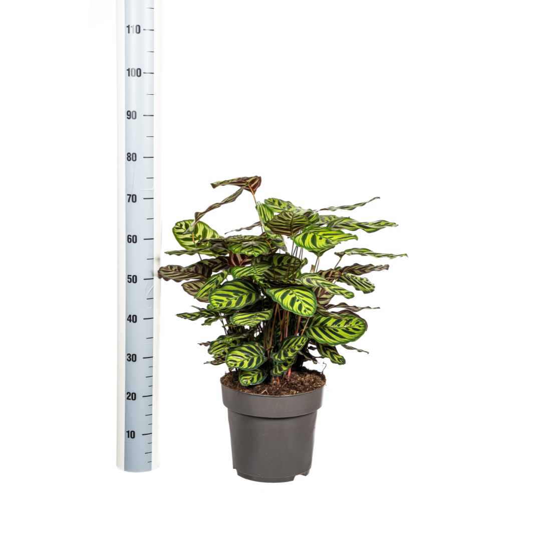 Calathea Makoyana, kenmerkend blad