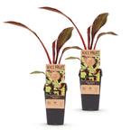 Sierbananenboom Musa Ensete Maurelli, kenmerkend blad