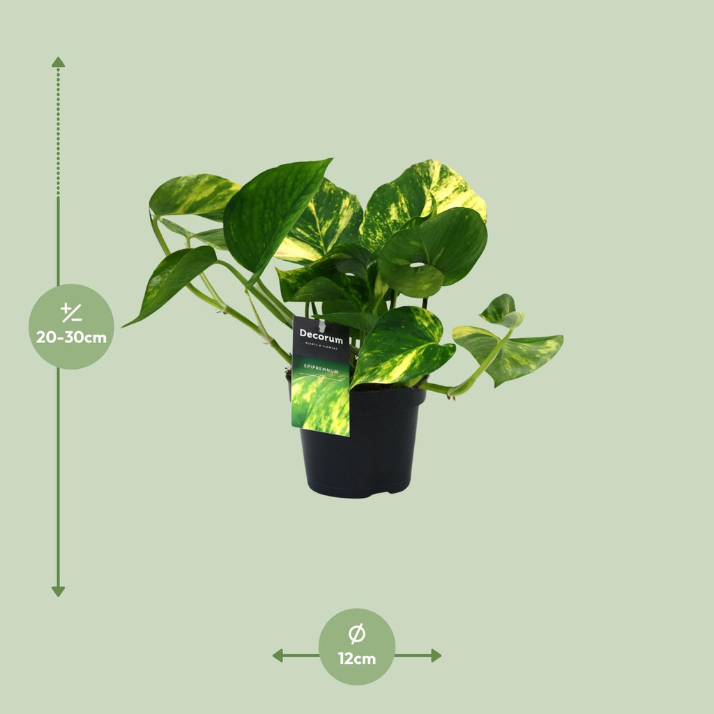 Detailfoto van Aanbieding - Scindapsus (Epipremnum) Aureum