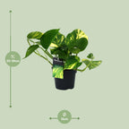Detailfoto van Aanbieding - Scindapsus (Epipremnum) Aureum