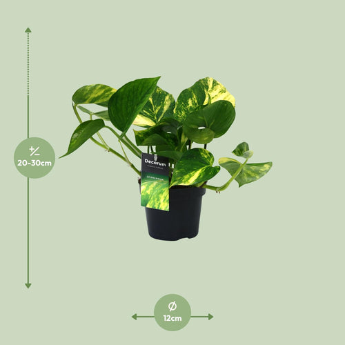 Detailfoto van Aanbieding - Scindapsus (Epipremnum) Aureum
