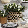 Kerstroos Helleborus Christmas Carol, 30 cm hoog