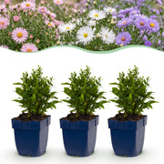 Zee aster Tricolour, met paarse, roze en witte bloemen