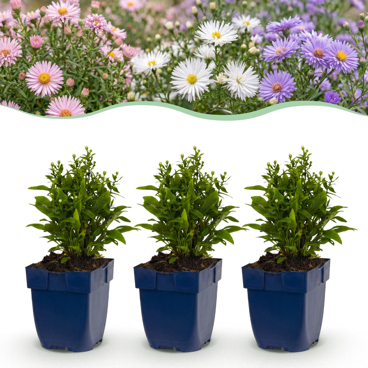 Zee aster Tricolour, met paarse, roze en witte bloemen, detail van het blad