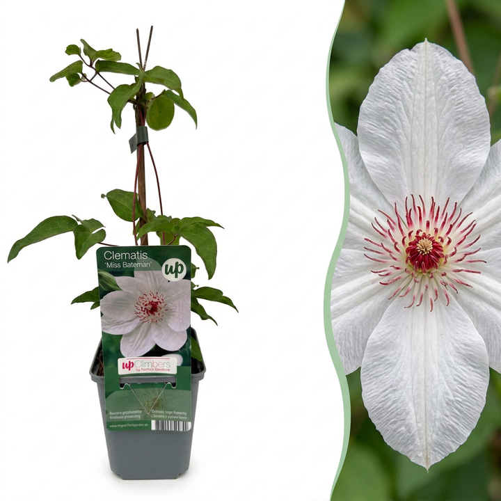 Clematis &