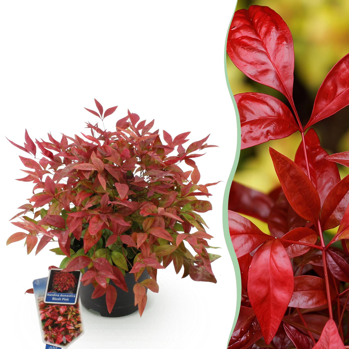 Nandina Blush Pink, plant in pot