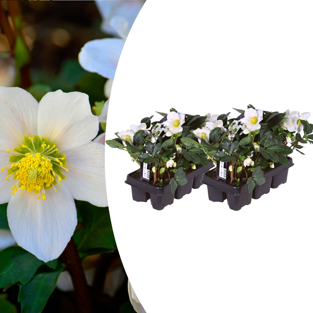 Productafbeelding van Pureplant