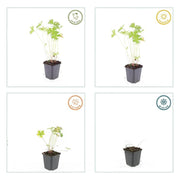 Geranium &