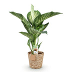 Diefenbachia Tropic Snow, detail van het blad
