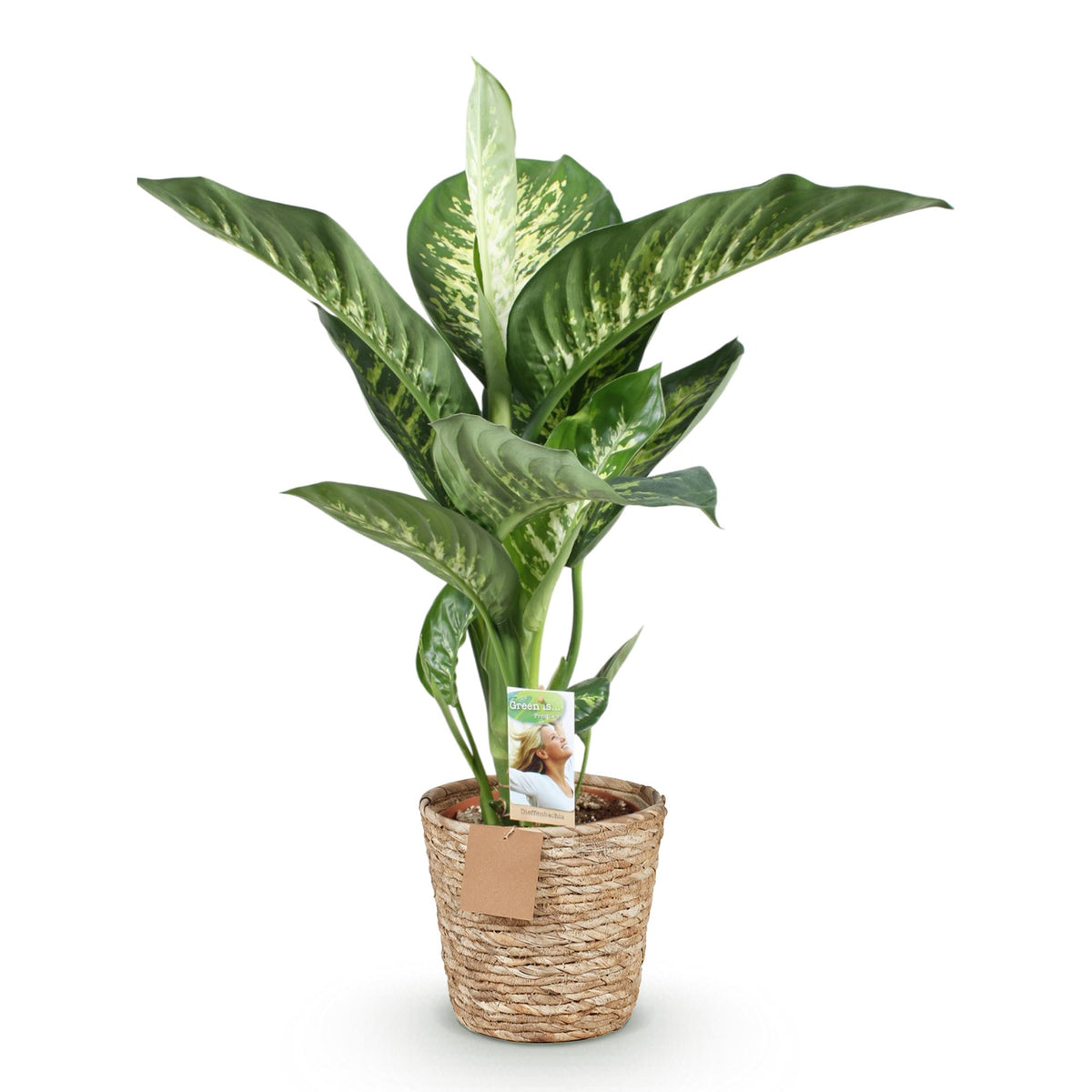 Diefenbachia Tropic Snow, detail van het blad