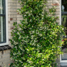 Trachelospermum Star of Venice, geurende klimplant