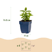 Kattenkruid Nepeta &