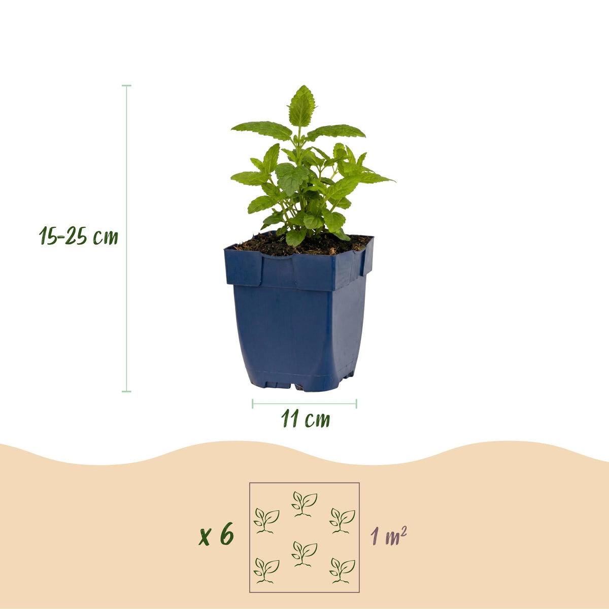 Kattenkruid Nepeta 'Tricolour', paars-roze-wit, groeiwijze van de plant