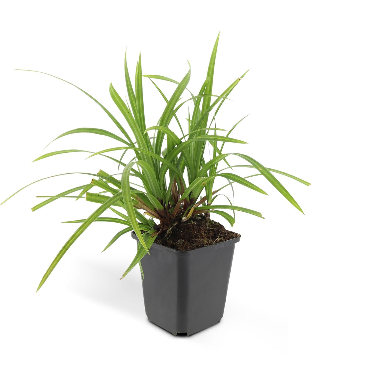 Carex morrowii 'Irish Green', groene bladeren