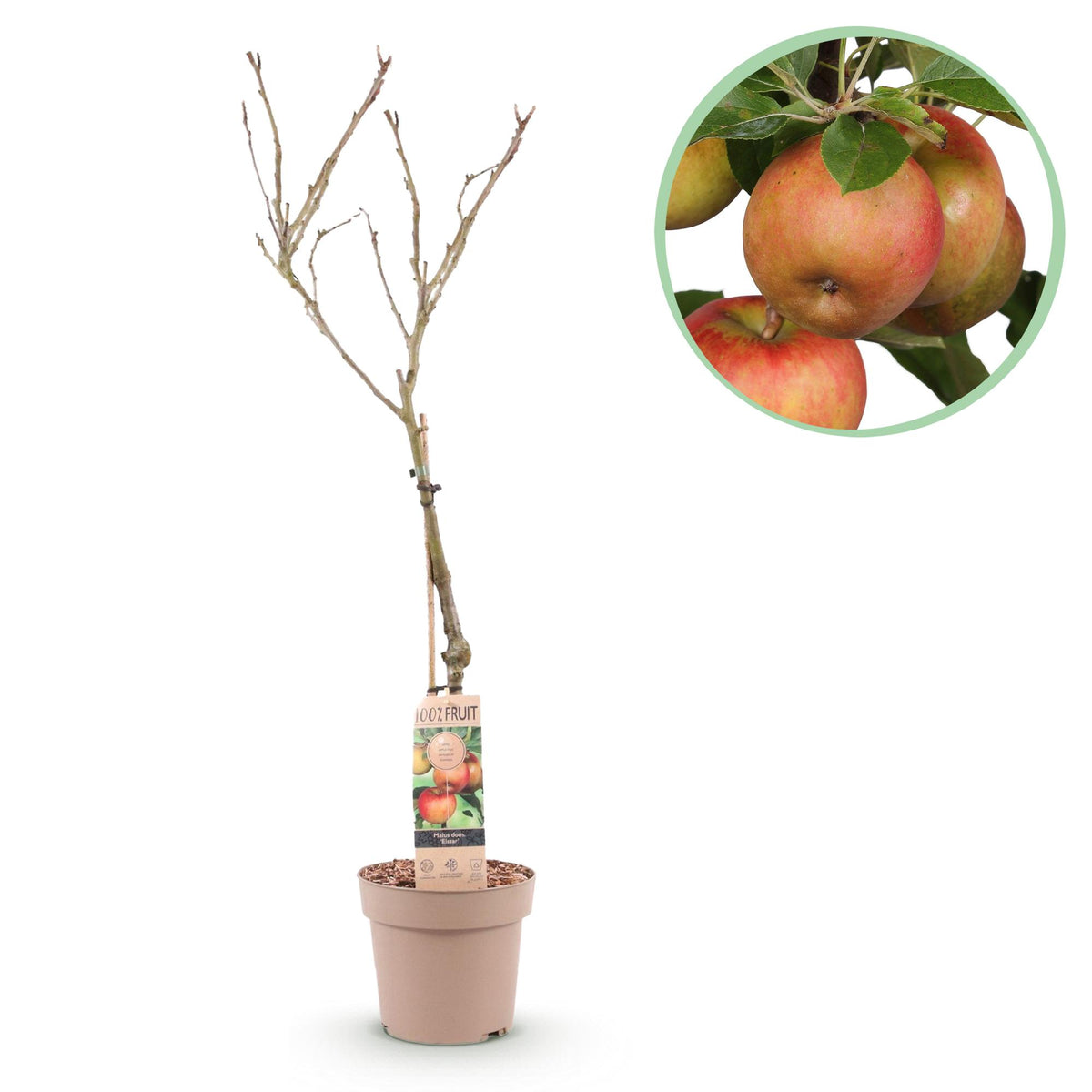 Malus domestica Elstar, detail van het blad
