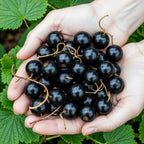 Jostabes Ribes Jostabes, groeiwijze van de plant