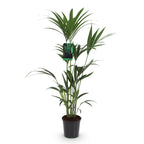 Howea Forsteriana, 120-130 cm hoog, groene bladeren