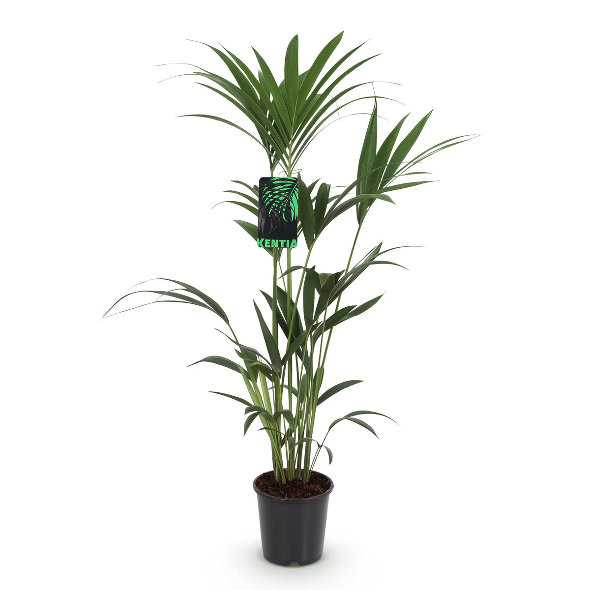 Howea Forsteriana, 120-130 cm hoog, groene bladeren