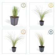 Stipa tenuissima &
