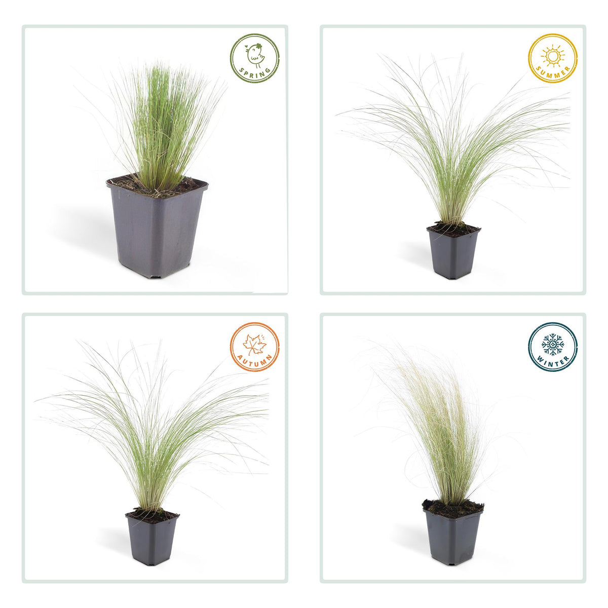 Stipa tenuissima 'Ponytails', groene bladeren