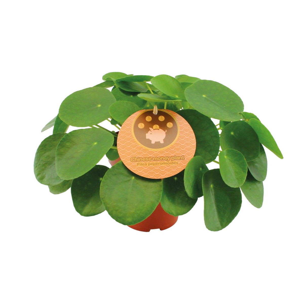 Productfoto van Pilea Peperomioides