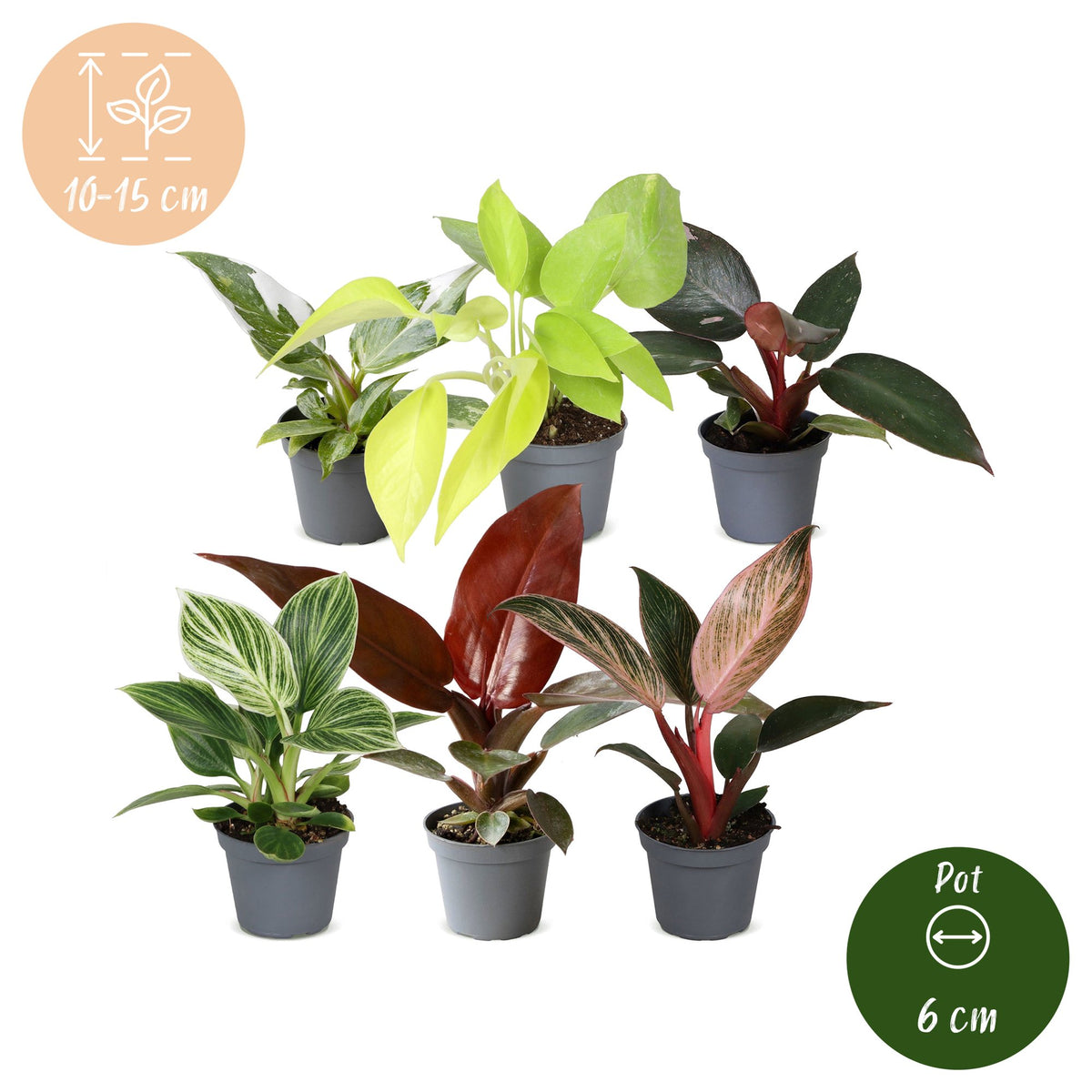 6x Baby Philodendron Family - Wit - Roze - Geel - Groen - Rood - Tropisch - Ø6cm - ↕10-15cm, groeiwijze van de plant