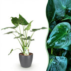 Alocasia Cucullata, kenmerkend blad