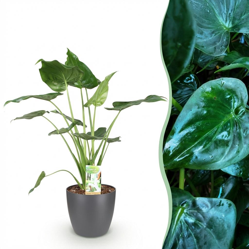 Alocasia Cucullata, kenmerkend blad