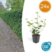 Hedera Hibernica