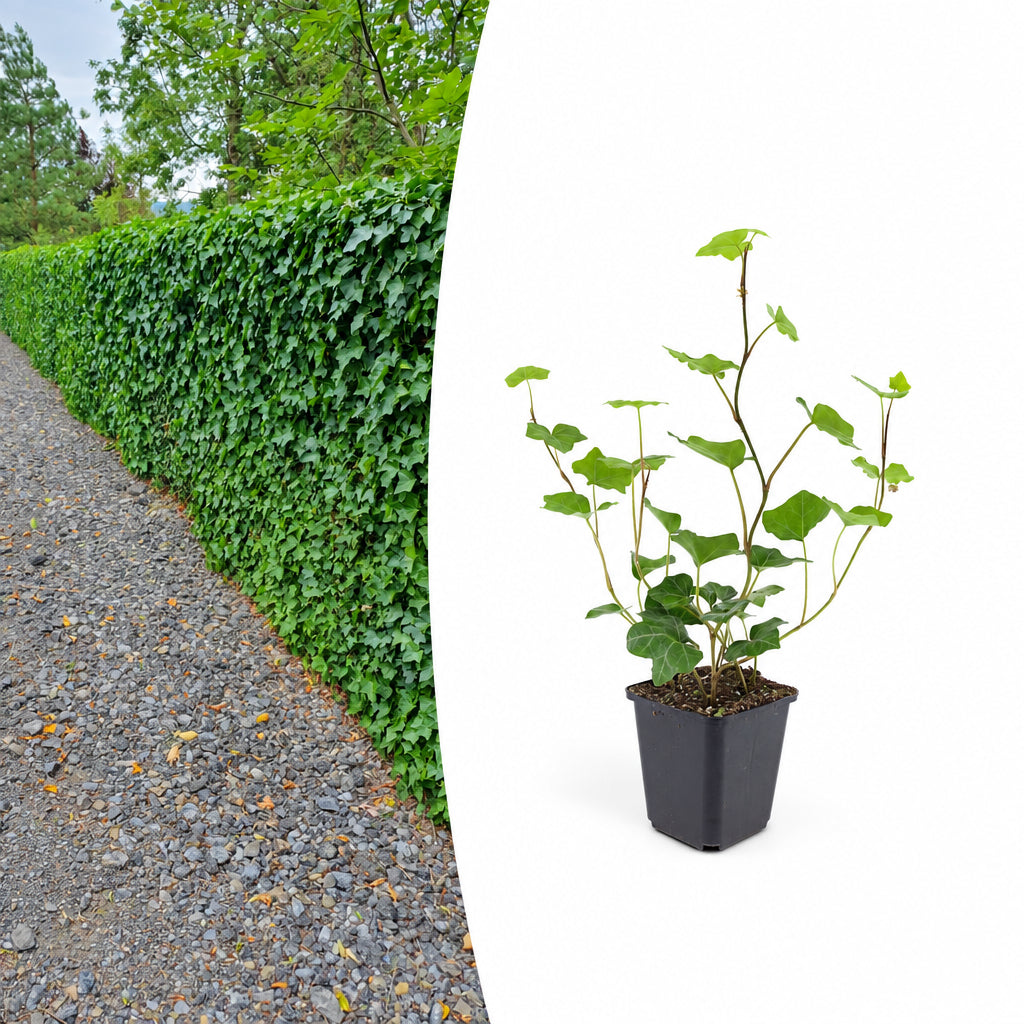 Hedera Hibernica, detail van het blad