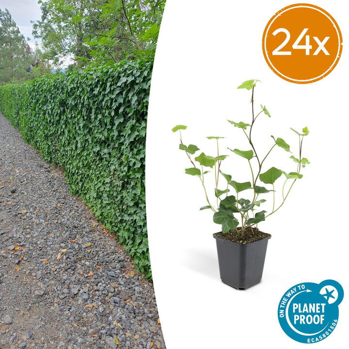 Hedera Hibernica
