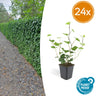 24x Hedera Hibernica