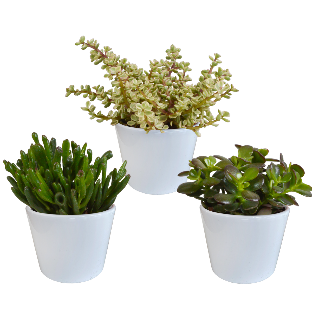 Productafbeelding van Pureplant