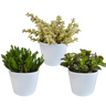 Crassula mix