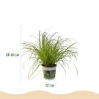 Cyperus alternifolius Zumula, 20 cm hoog, sierlijke plant