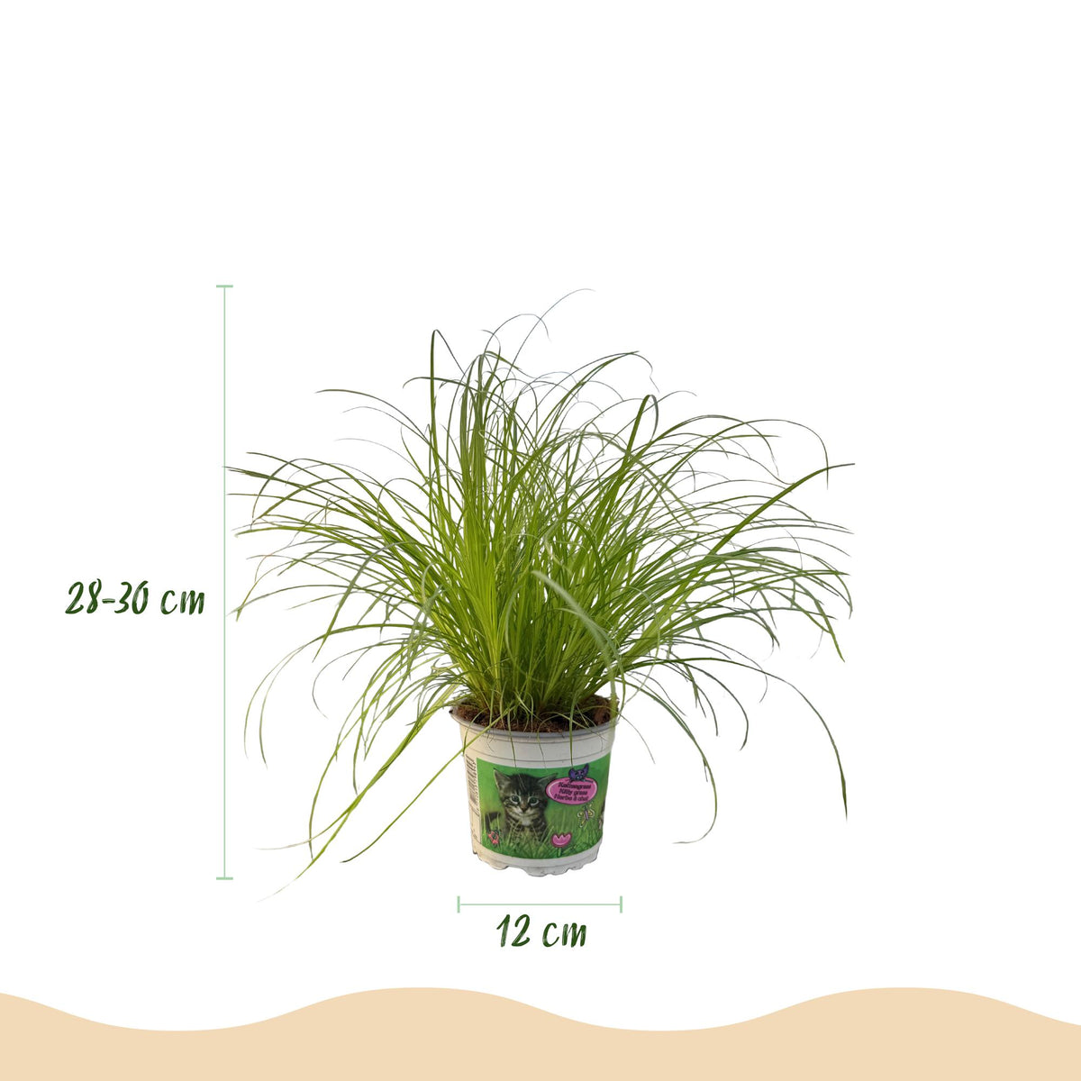 Cyperus alternifolius Zumula, 20 cm hoog, sierlijke plant