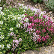 Thymus Tricolour - Tym - Bodembedenkend - Roze - Rood - Wit - 6 Planten